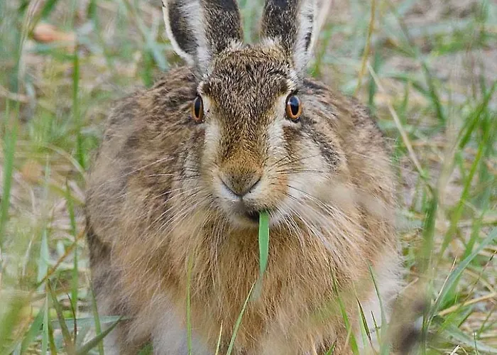 Hébergement de vacances Historisches Strandanwesen Mit Meerblick By Interhome *